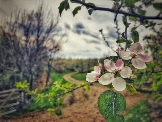 Since I left my childhood home 18 years ago I have moved 13 times in three states. What made my childhood home, &ldquo;home,&rdquo; no longer exists, so in many ways, I have been wandering ever since I left. ⁣
⁣
I have lived on this orchard in the Bl