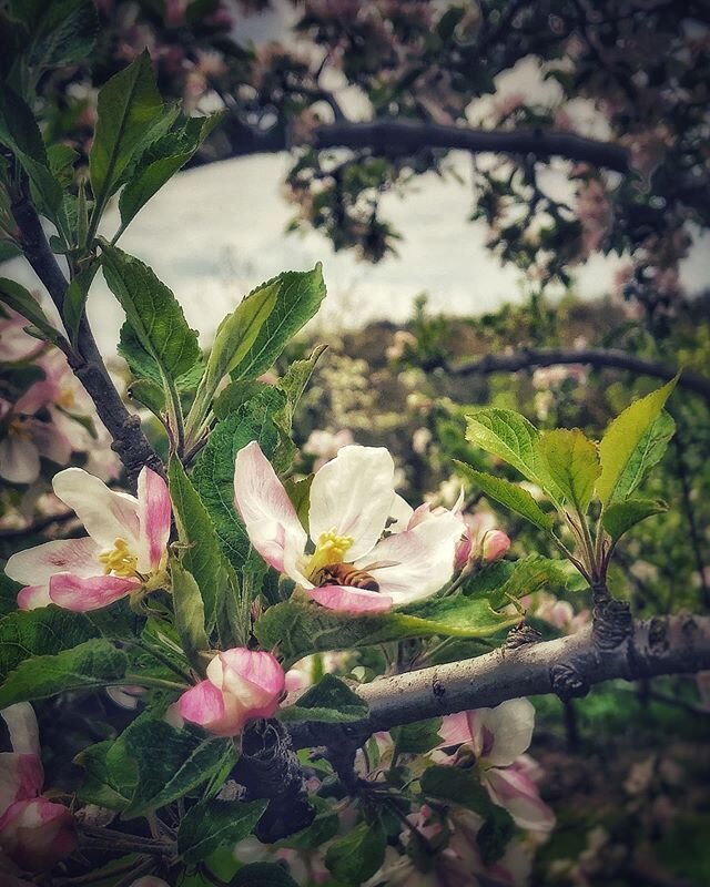 Just a few little bee-hinds and apple blossoms for your virtual nuzzling pleasure. 😉⁣
⁣
⁣
(Thinking of you @jstepura 🌸)⁣
⁣
⁣
⁣
#appleblossoms #pennsylvaniaisbeautiful #springinthenortheast #honeybees #floweringtrees #wishyoucouldsmellthis #countryg