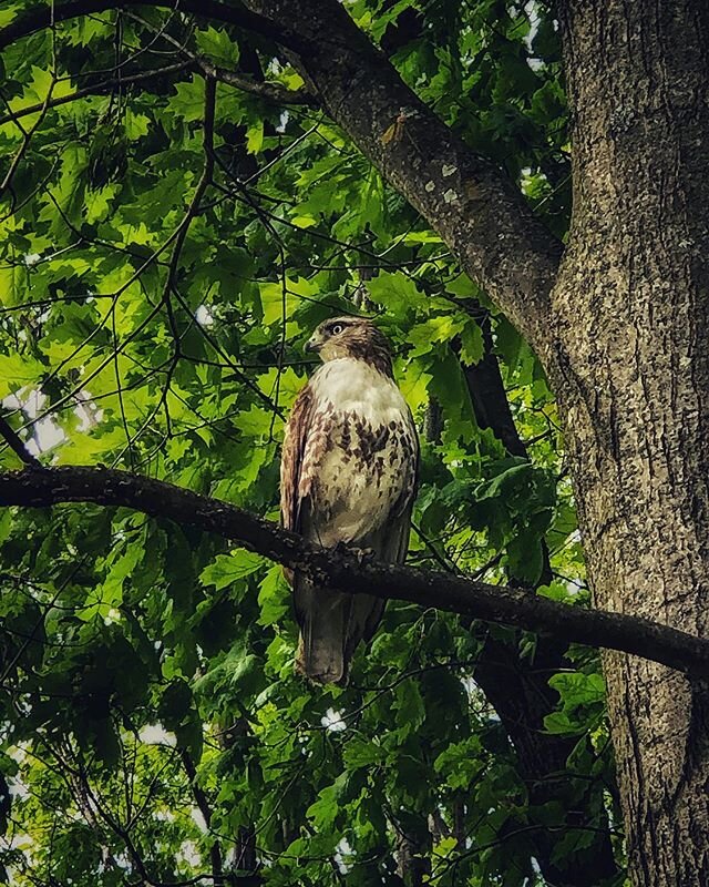 After too many days with a mask on, my cheeks were craving fresh air. I treated myself to a mid-afternoon hike and happened upon this beautiful Cooper&rsquo;s Hawk. ⁣
⁣
I walked right underneath his perch and my presence didn&rsquo;t seem to bother h