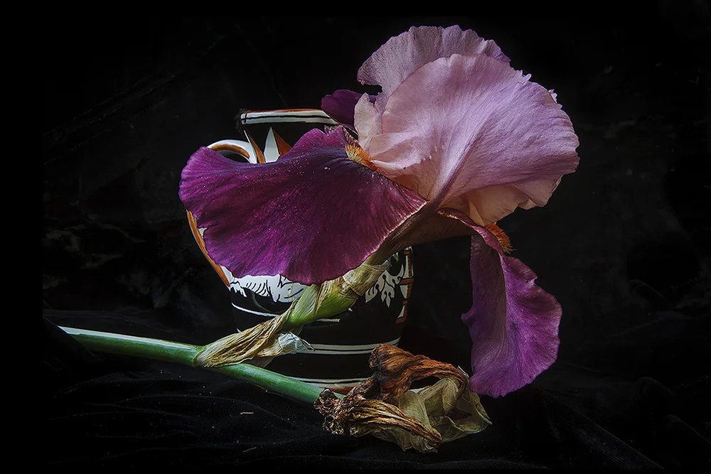 Iris 7
