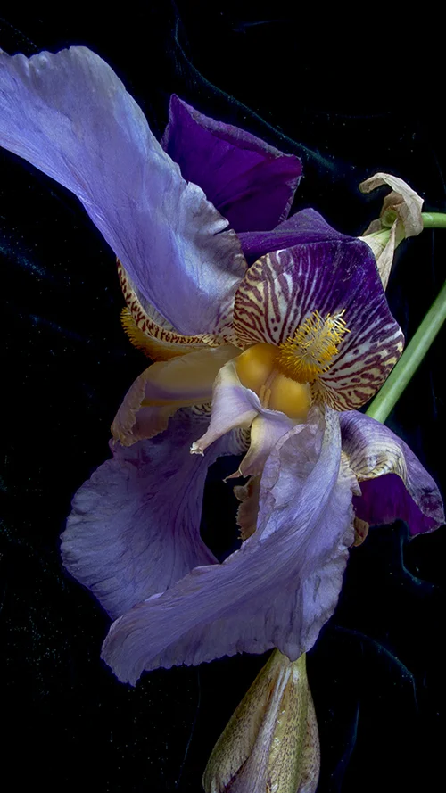 Iris 4