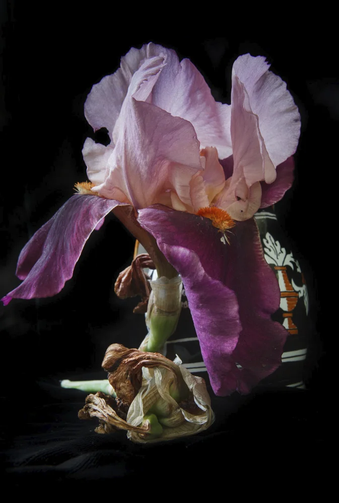 Iris 9