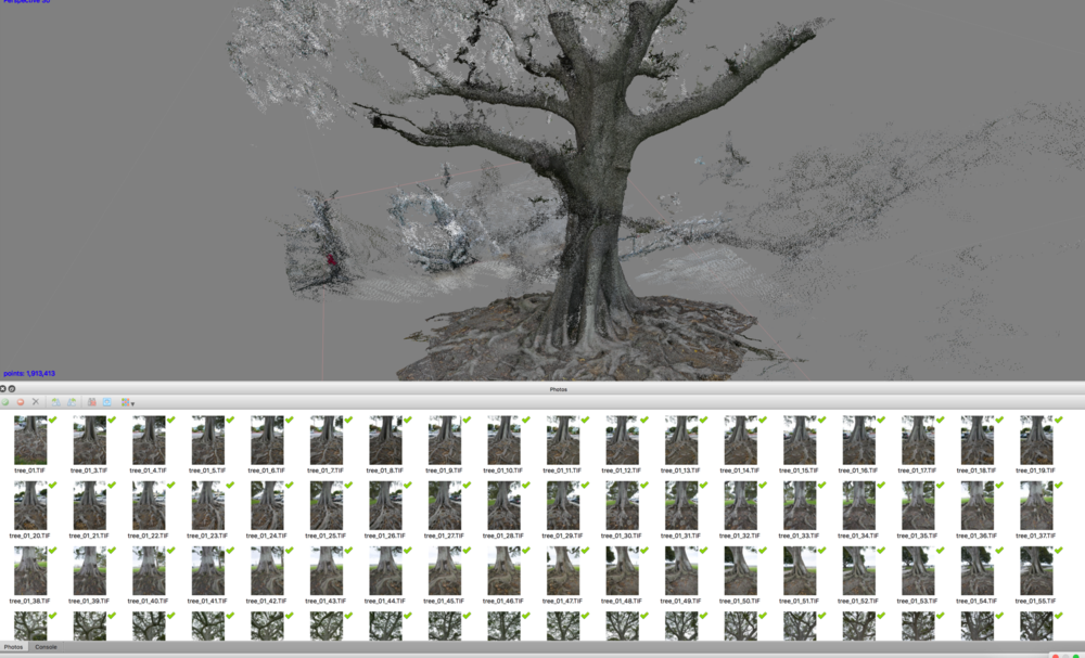 Photogrammetry tree from physical protest site.