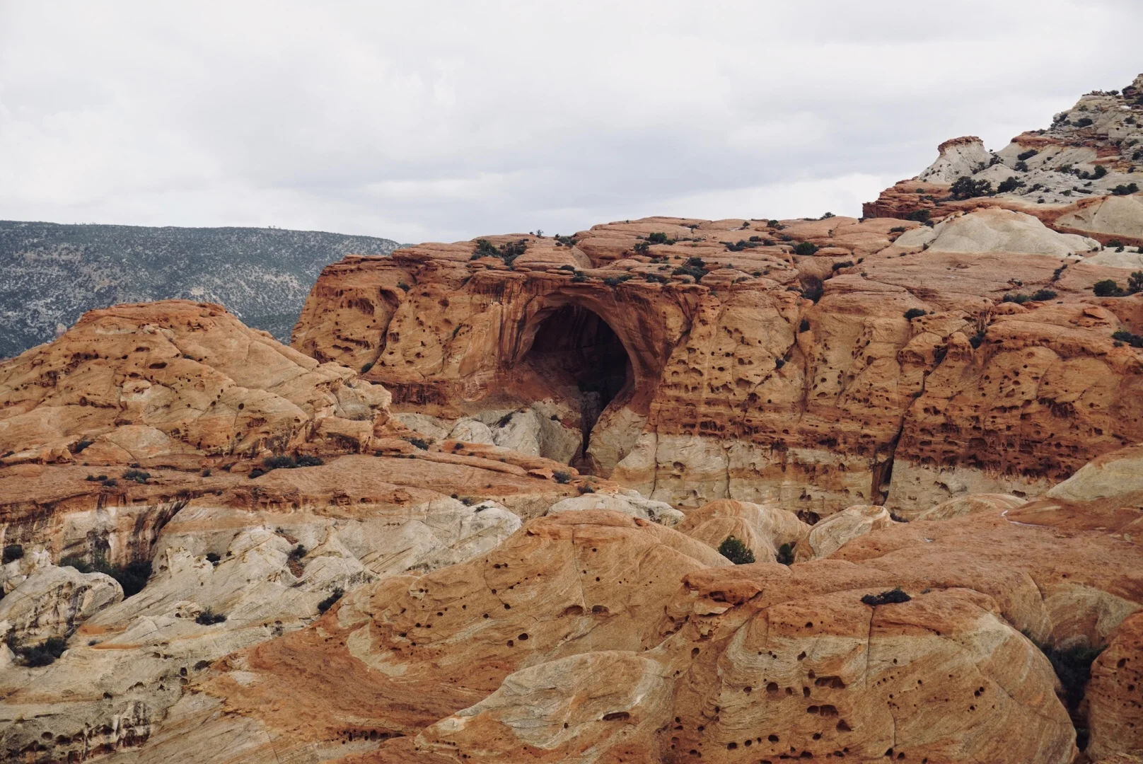 Cassidy Arch