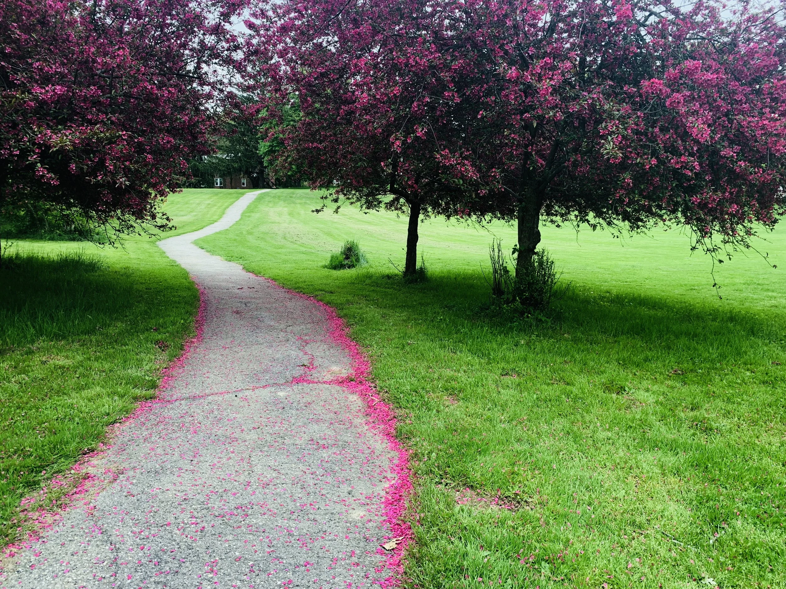 The Pink