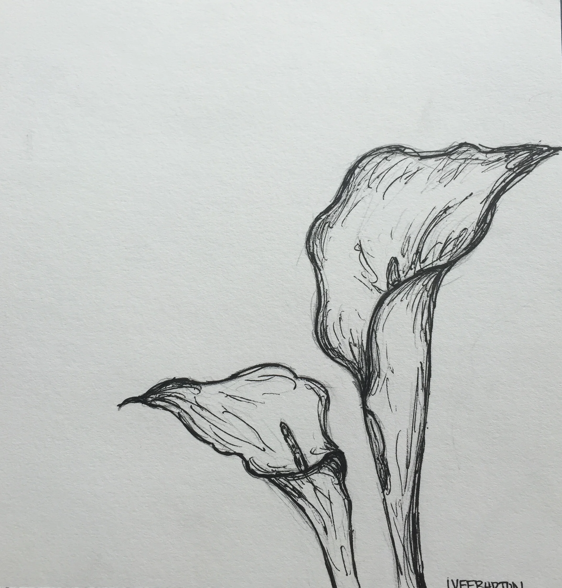  Lilies II  Pen &amp; Ink on Paper 