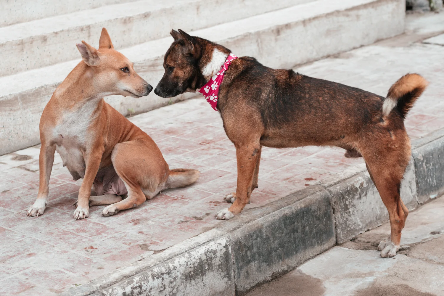 Puppyville, Dhaka, December 2017