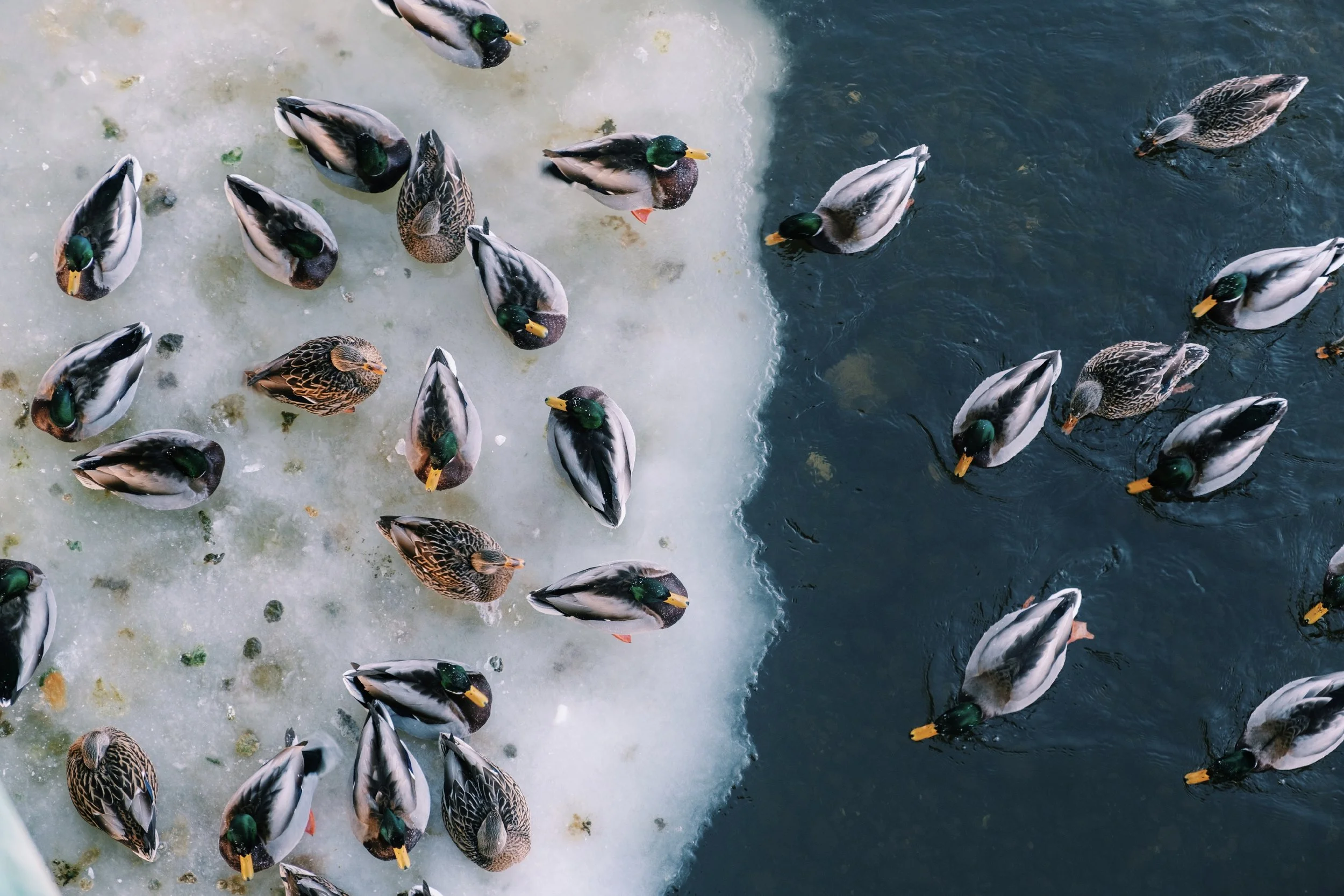 Ducks from Billings Bridge, Ottawa, Winter 2019