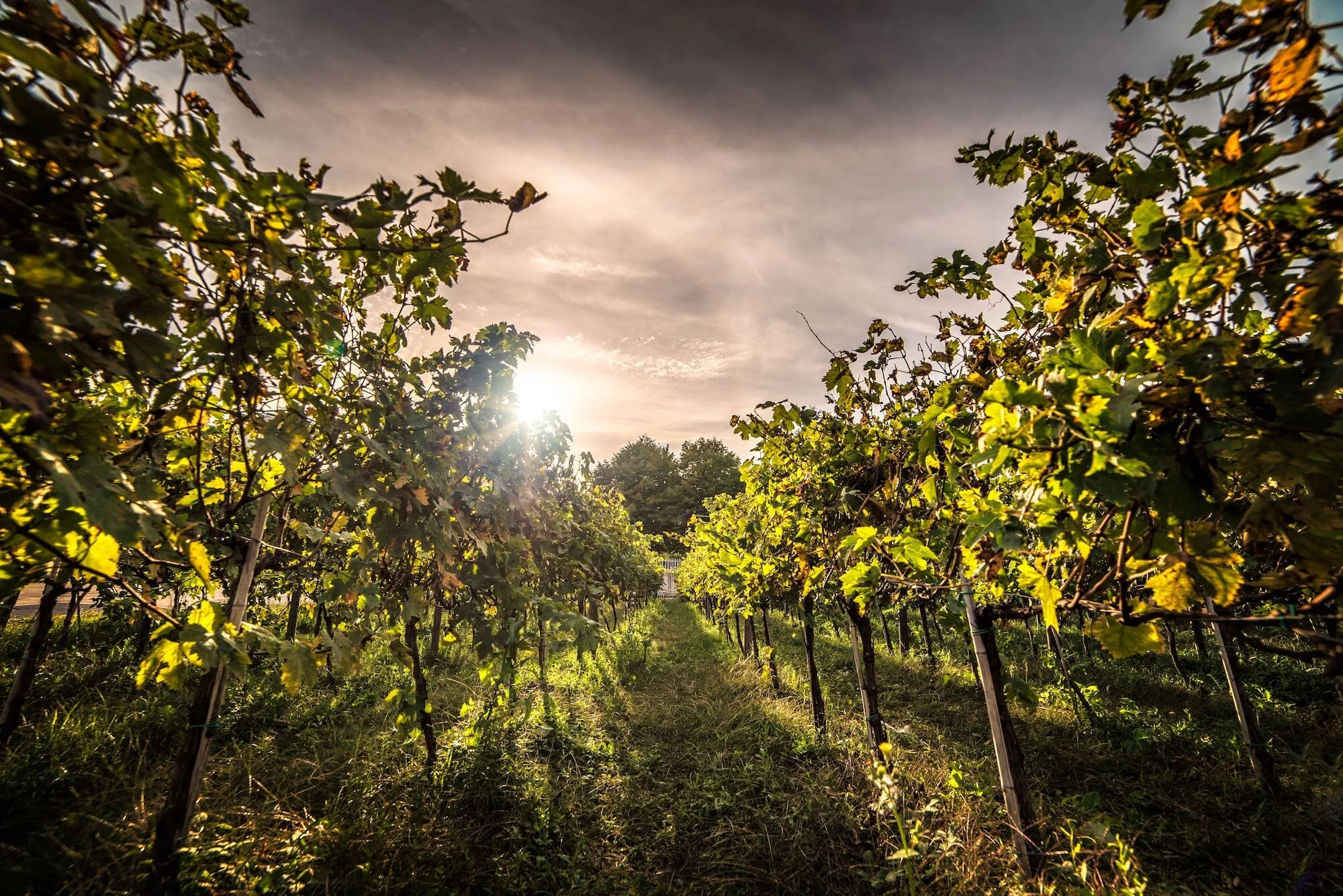 Wine courses WSET courses — Wine Training School