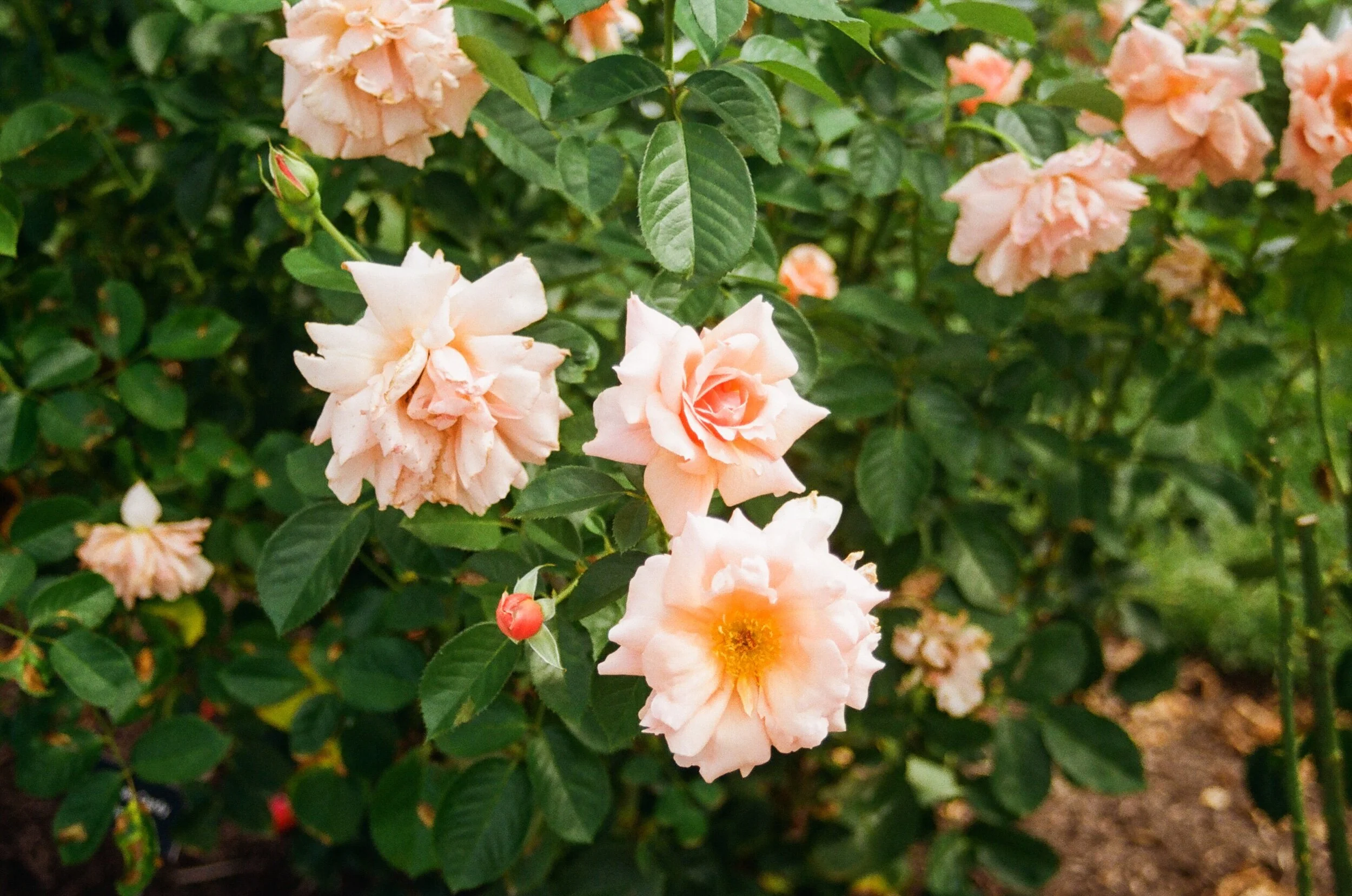 september celebrations