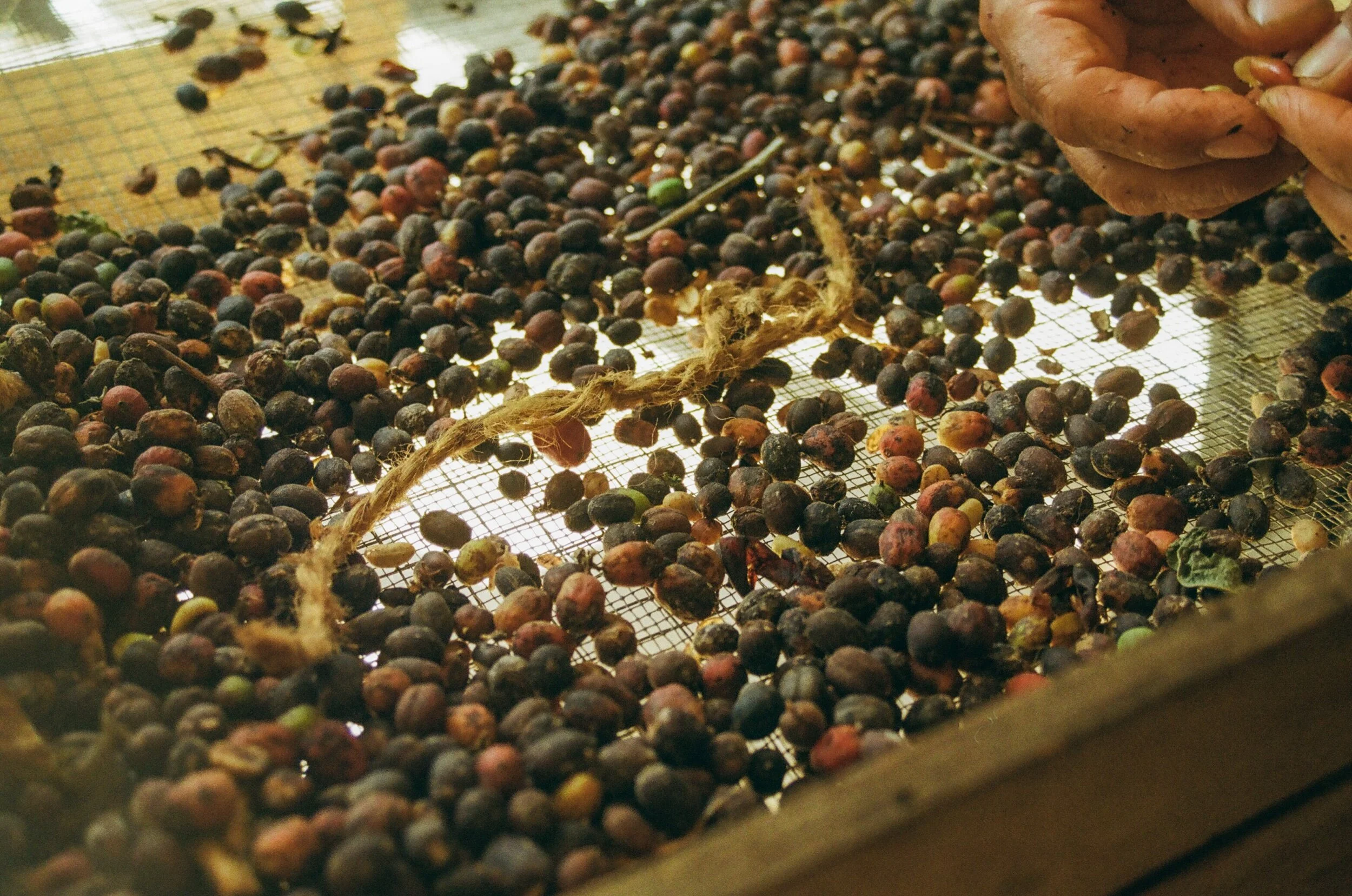 sandra farms puerto rico coffee tour