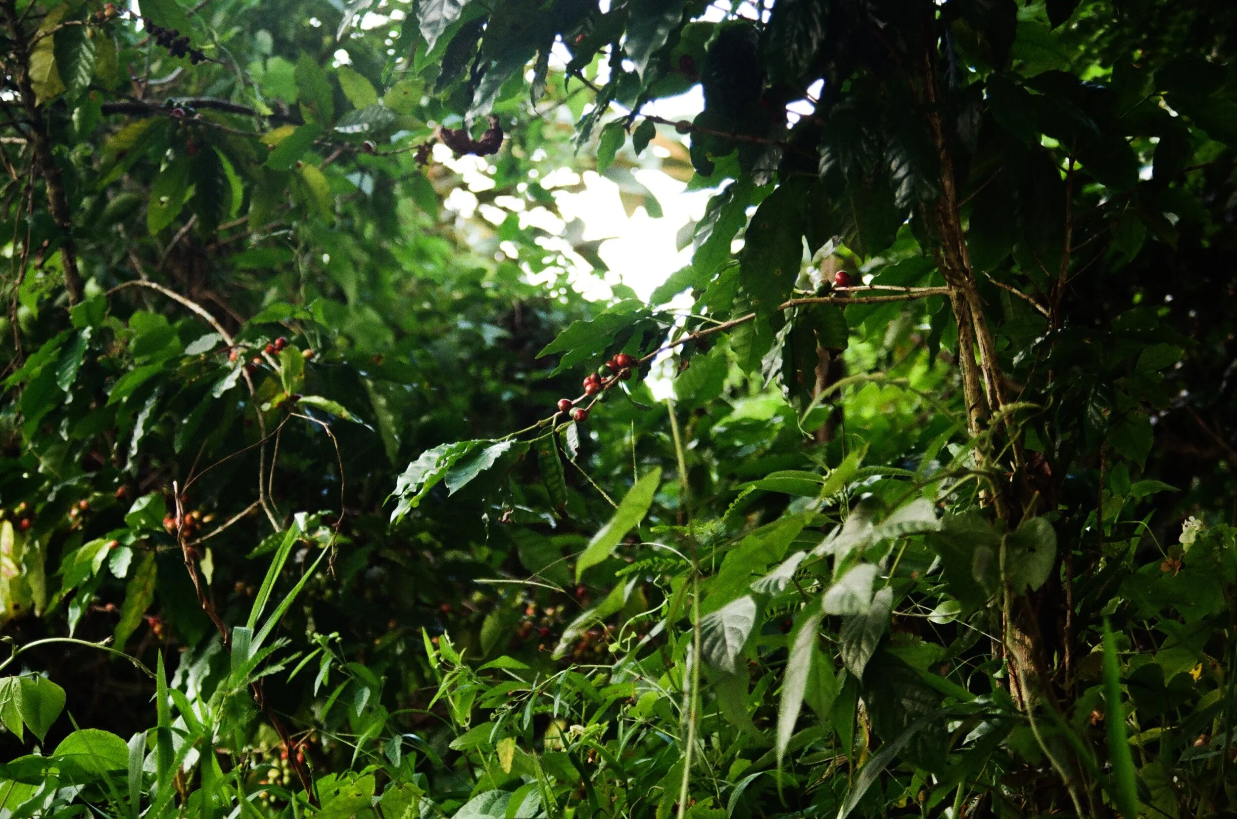 740B6284-255D-41DC-90AF-3F69404F6AE5.jpeg