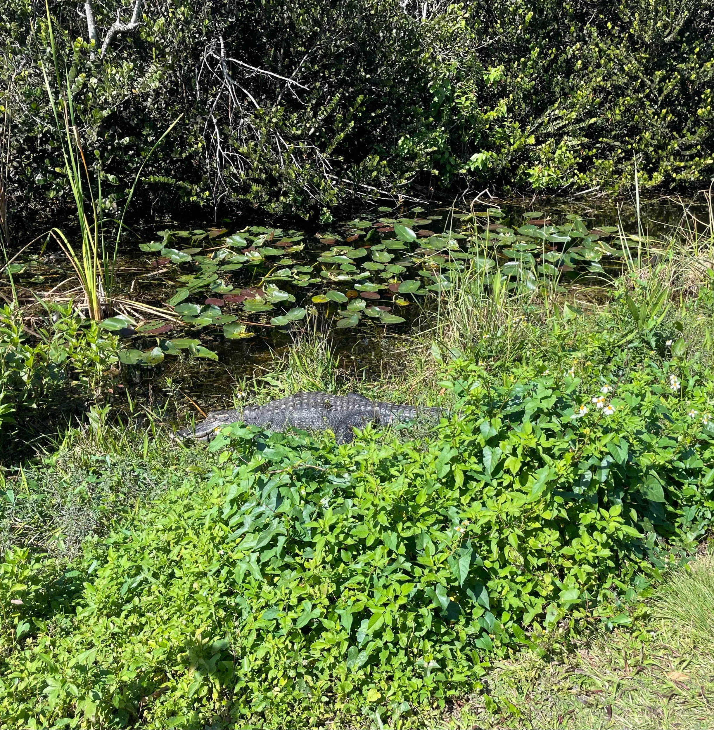 IMG_2029.jpeg