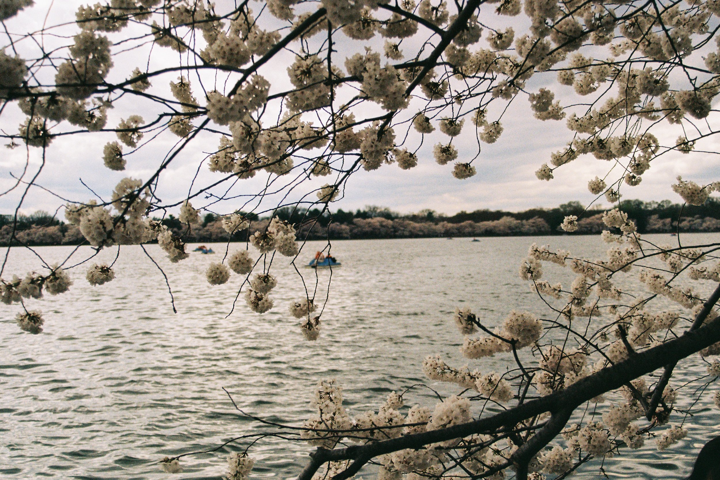 peak cherry blossoms &amp; DC intimate wedding