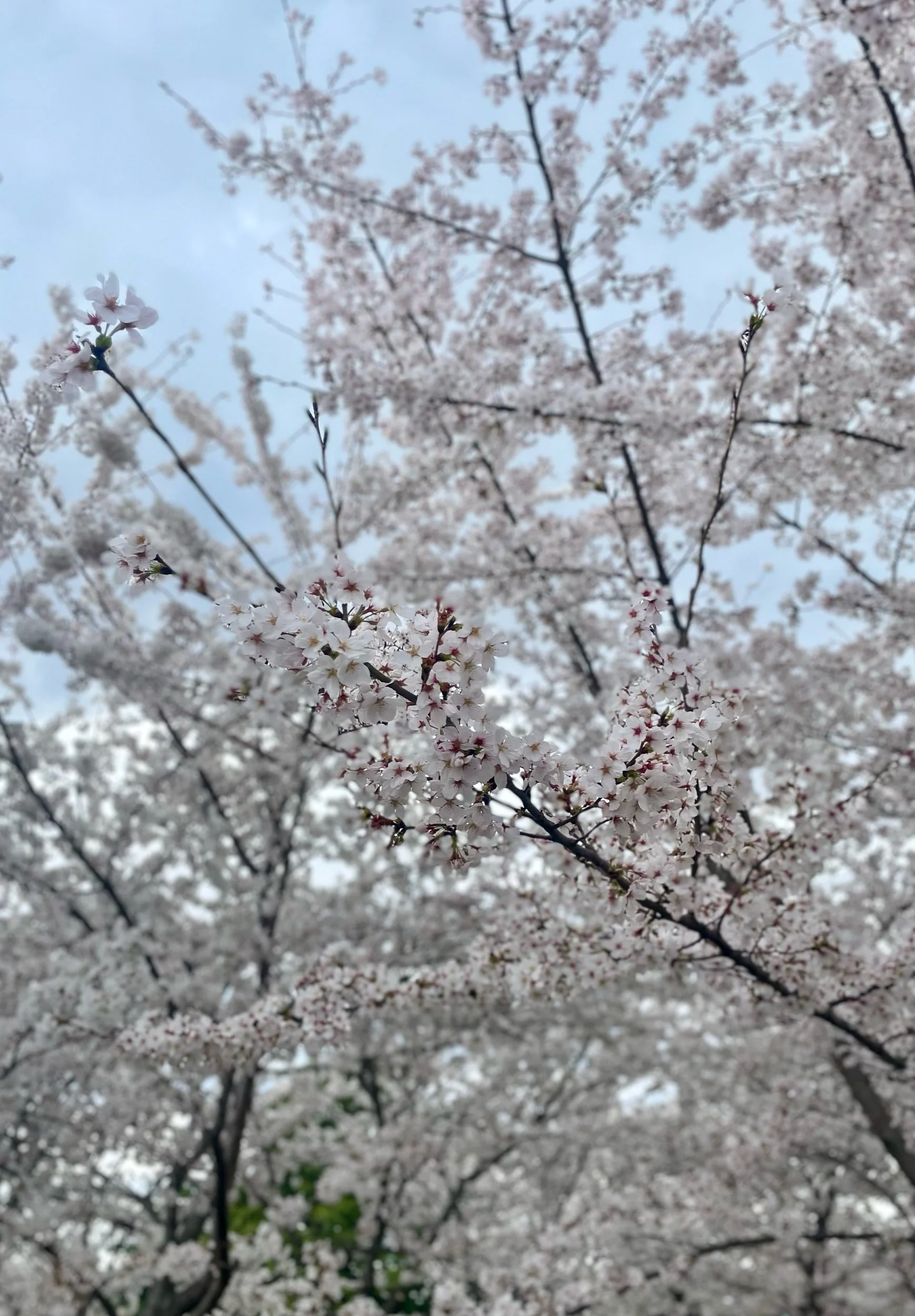 IMG_8525.jpeg