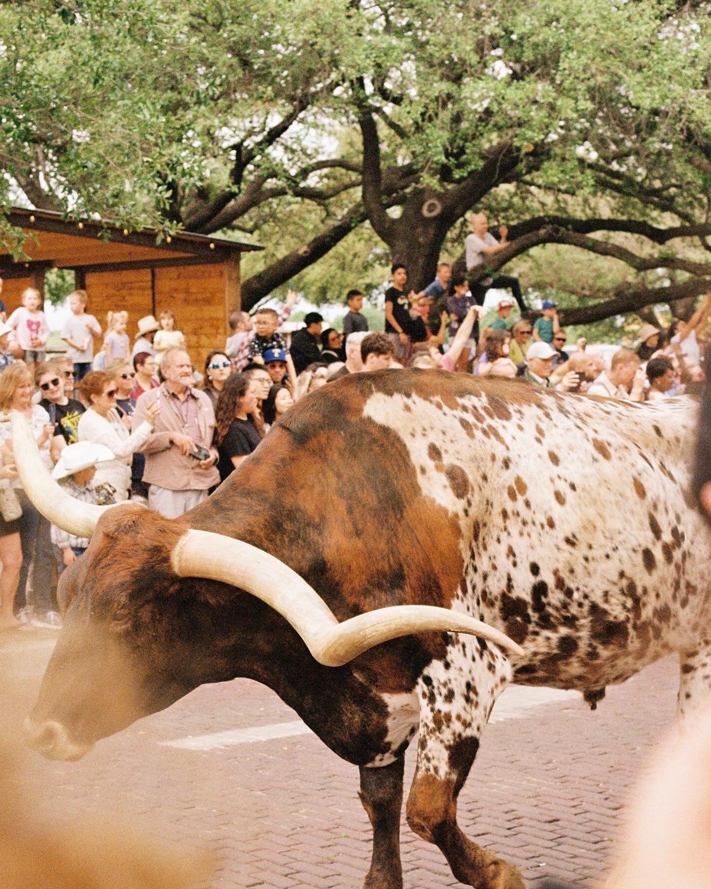 Something a little different&hellip; putting the long in longhorns