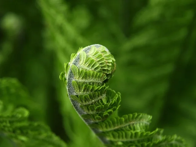 unfurling.jpg