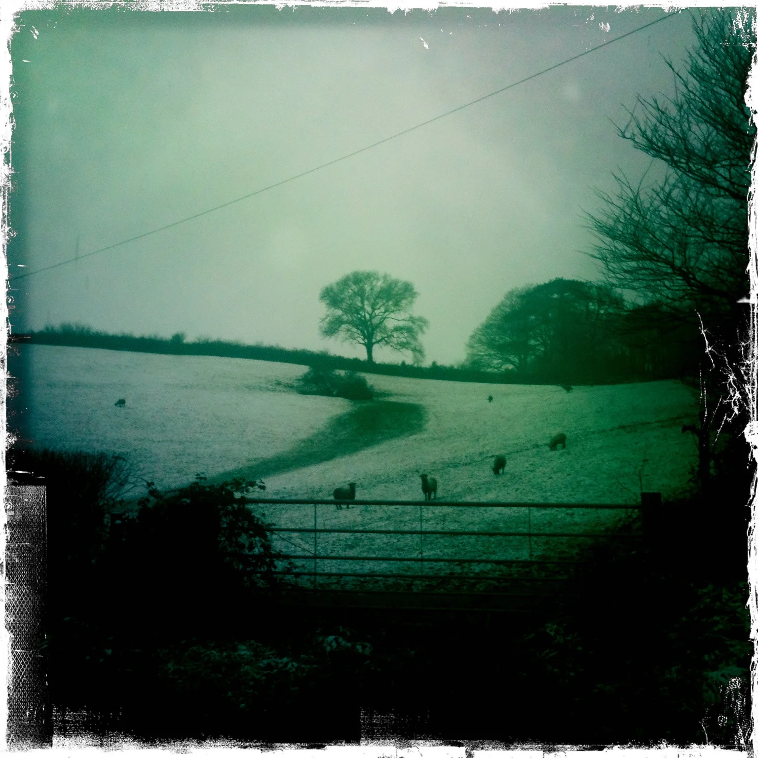  Devon under a soft blanket of snow, 2013 