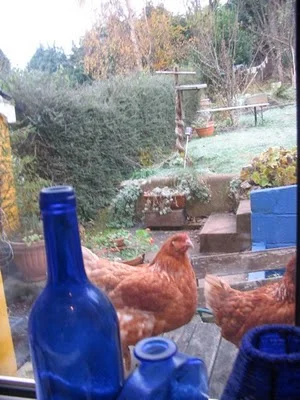 TrenshawChickens.jpg