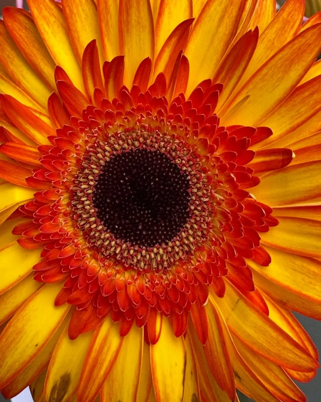 Simple Beauty. Easy to miss. Glorious simply pause and listen.