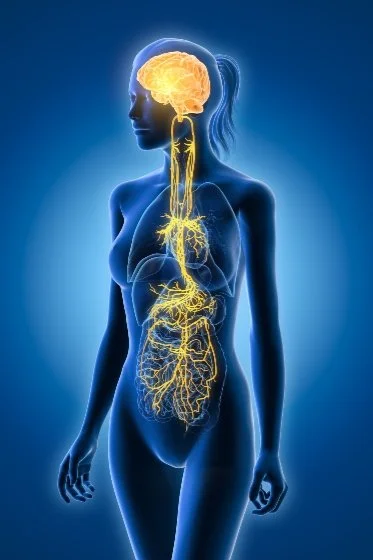  Vegus nerve. Wandering nerve. 