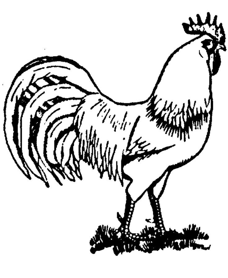 24b6bffb72464c7f35f8e90c0c51d5cc--animal-coloring-pages-coloring-pages-for-kids.jpg