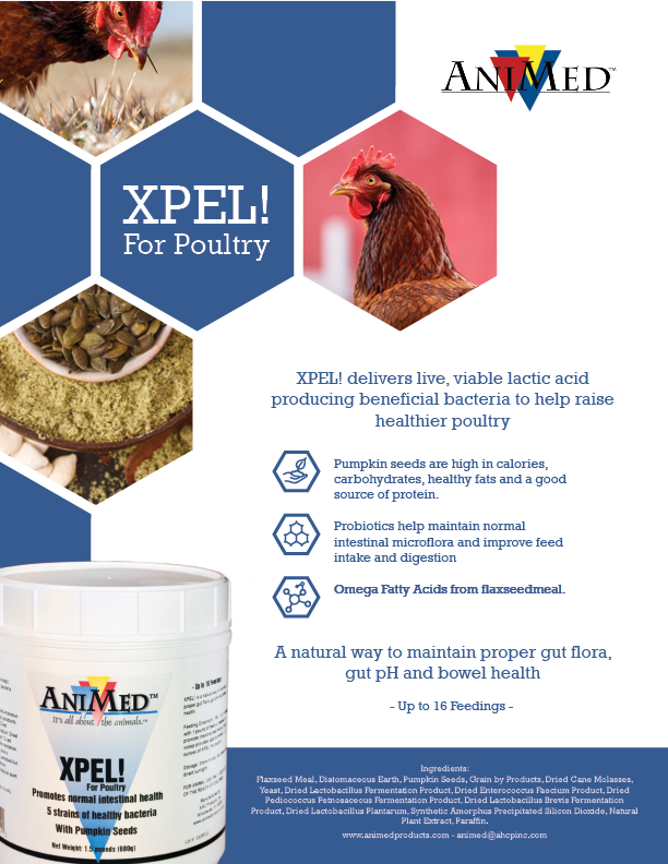 Promo Flyer for AniMed (2019)