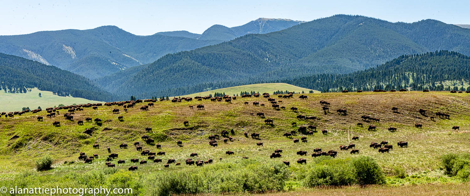 Montana-8429-Pano.jpg