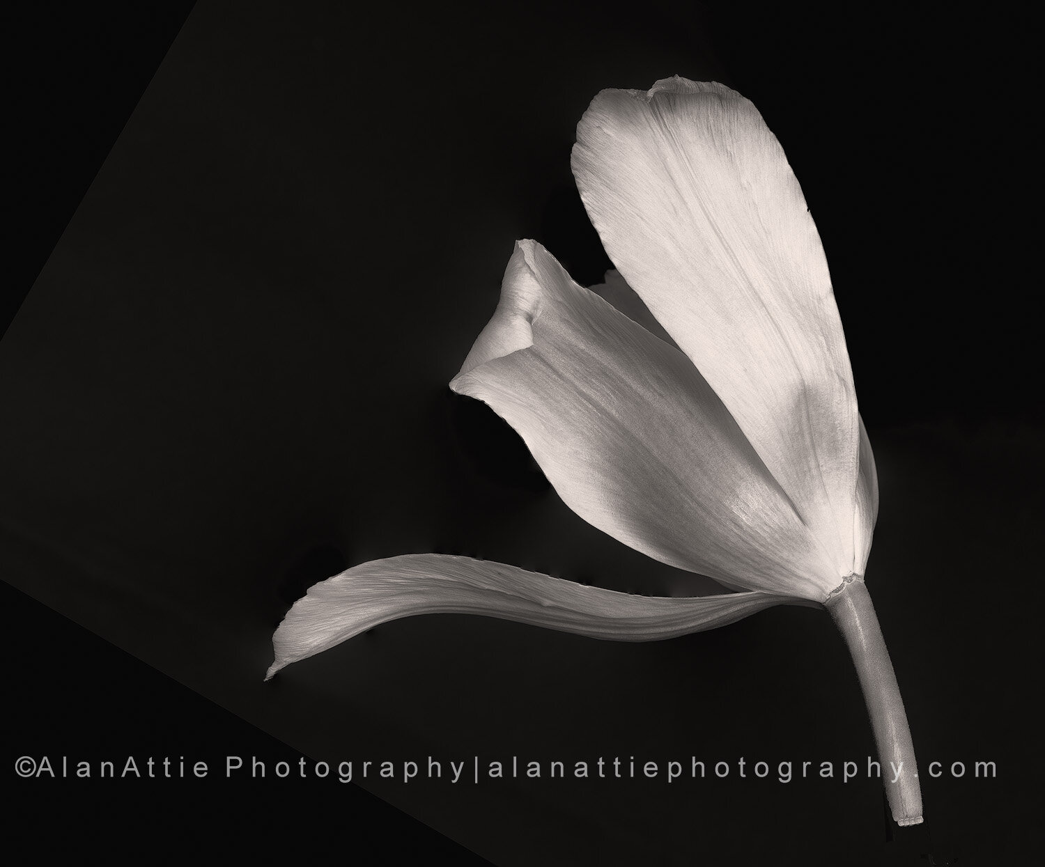 tulip-3144.jpg