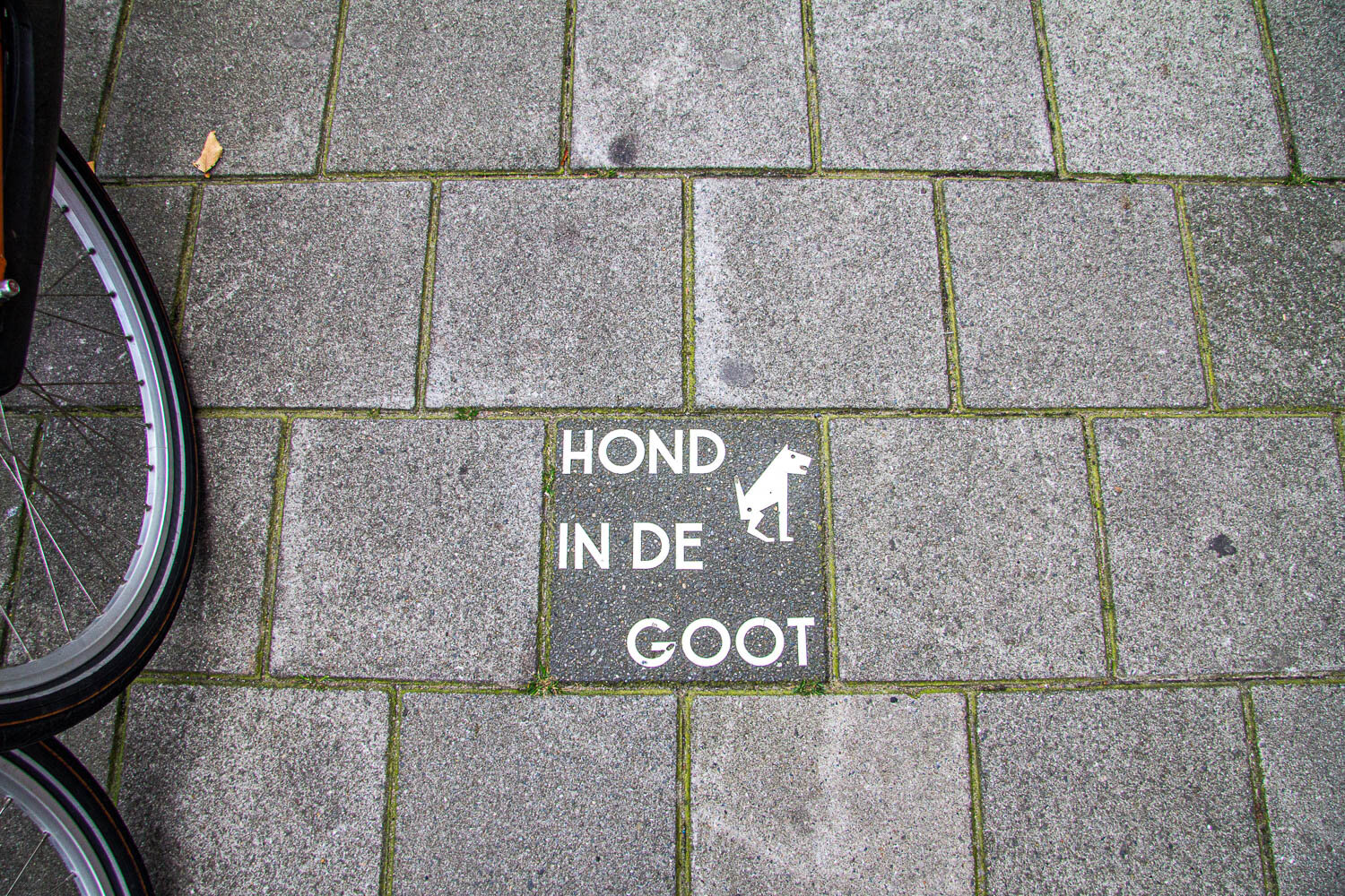 Dog on curb, Amsterdam