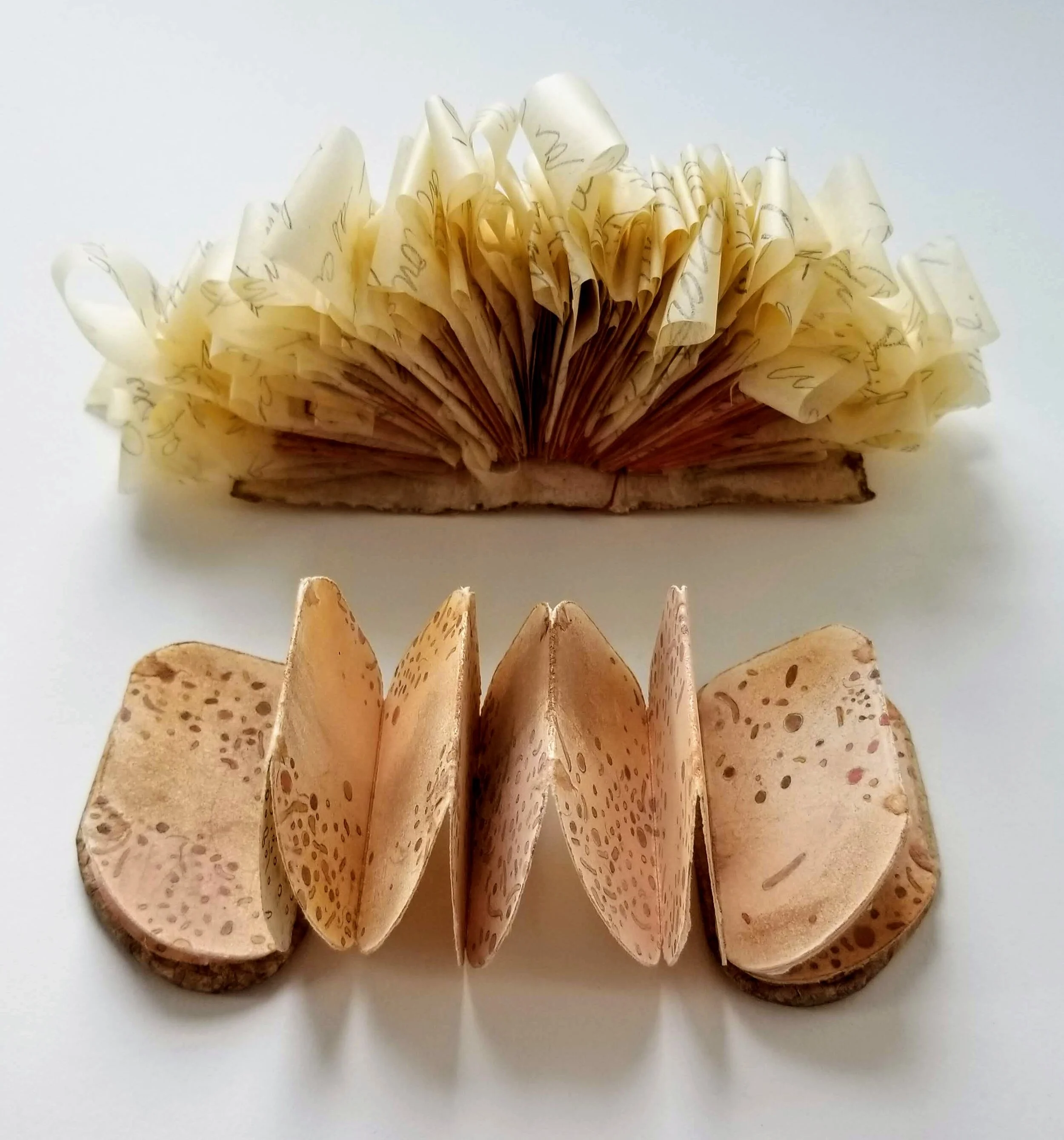 Love Letter to Large and Small Intestine