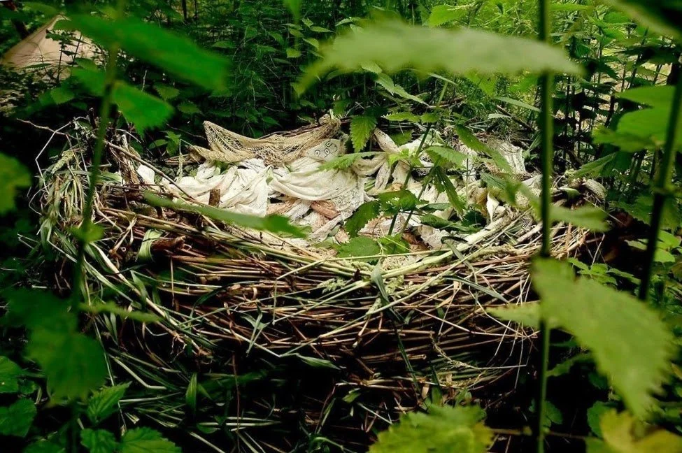 nest.jpg