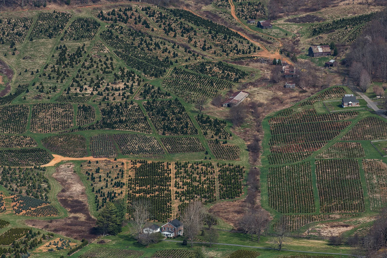 Kelly Culpepper. April 13, 2014. Christmas tree farms near Jefferson, Ashe County, North Carolina.