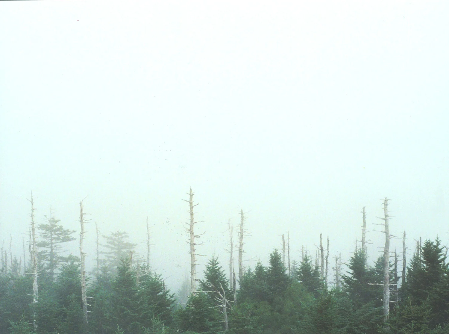 Ashley Hoffman . August 29, 2014. Great Smoky Mountains, Sevier County, Tennessee.
