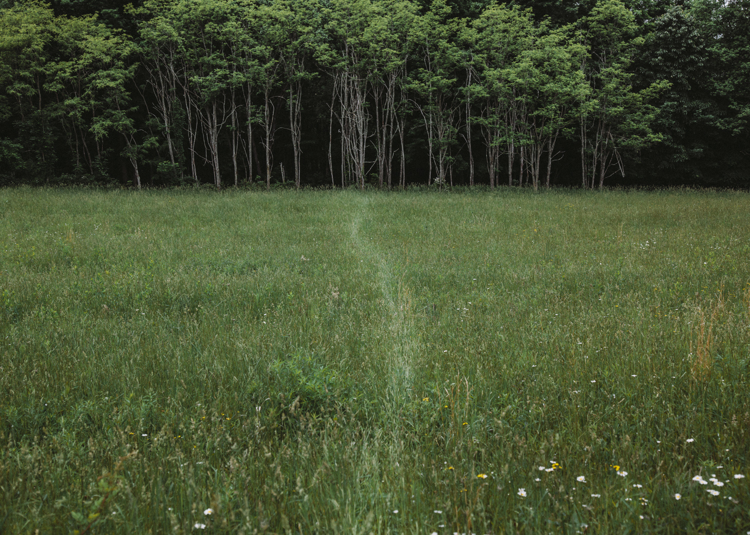 Kristian Thacker . June 1, 2015. The faint trail of a deer that had been feeding in this field earlier in the morning. Fort Hill, Somerset County, Pennsylvania.