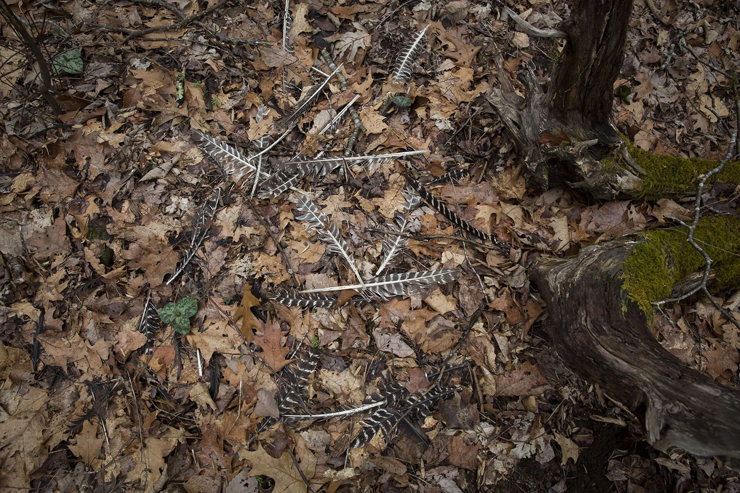 Amanda Greene . March 26, 2017. Towns County, Georgia.