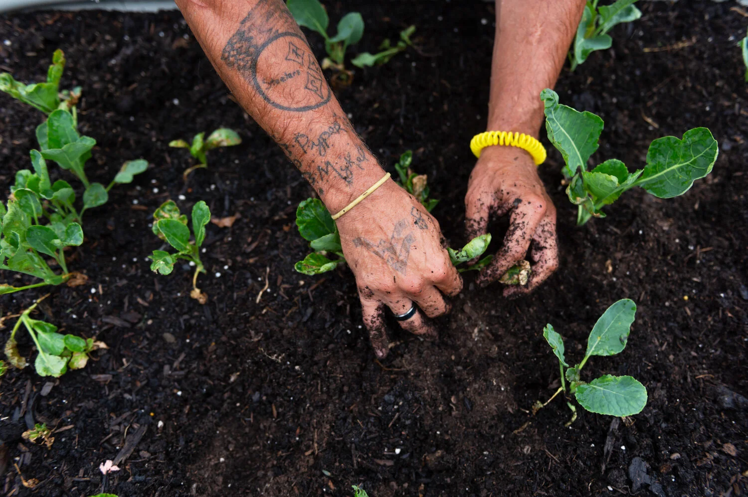   Craig Hudson . June 5, 2019. Ezra, the “garden master” works with cauliflower, squash and other vegetables inside the Fresh Start Garden in Logan, Logan County, West Virginia. 