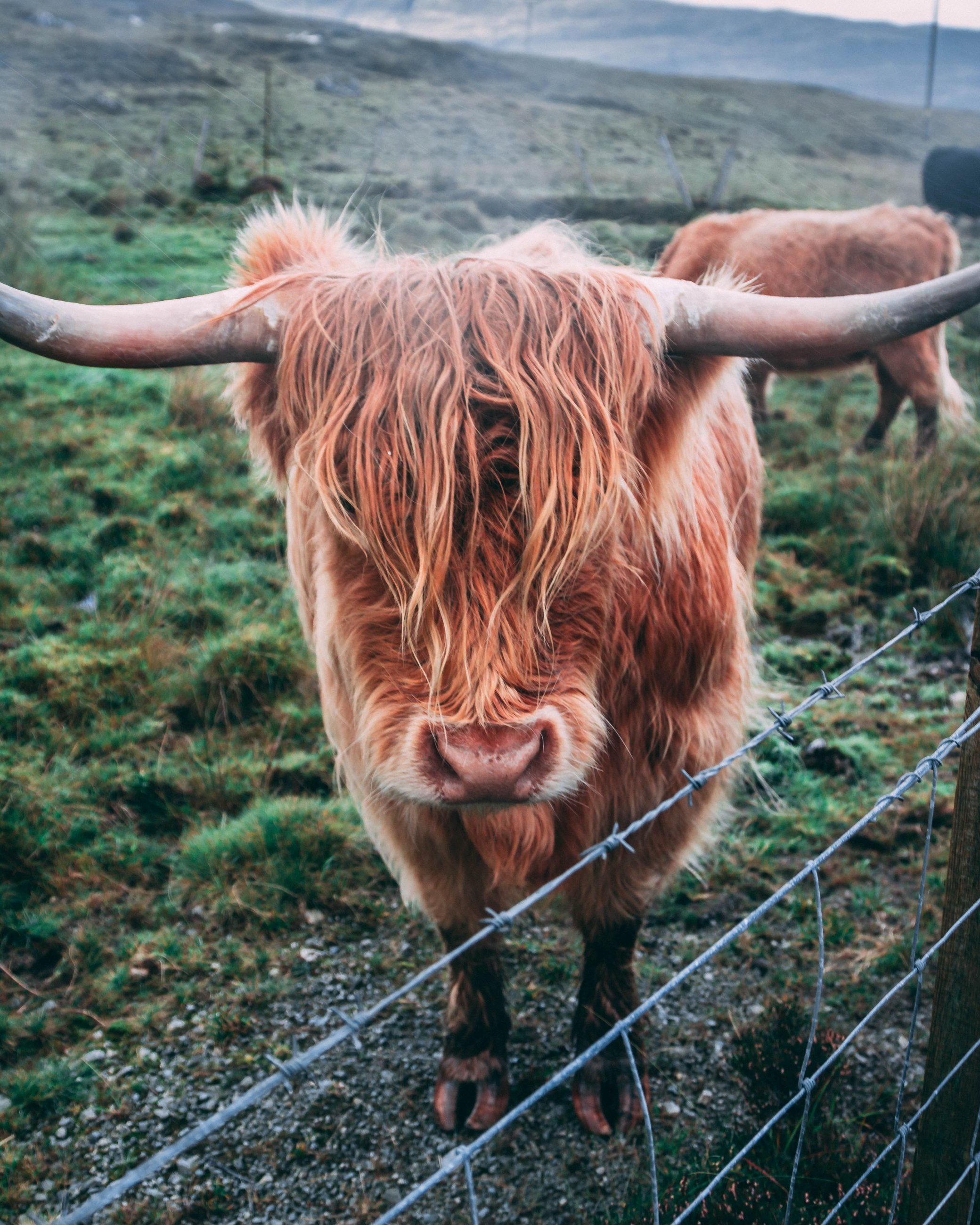 highlander.jpg