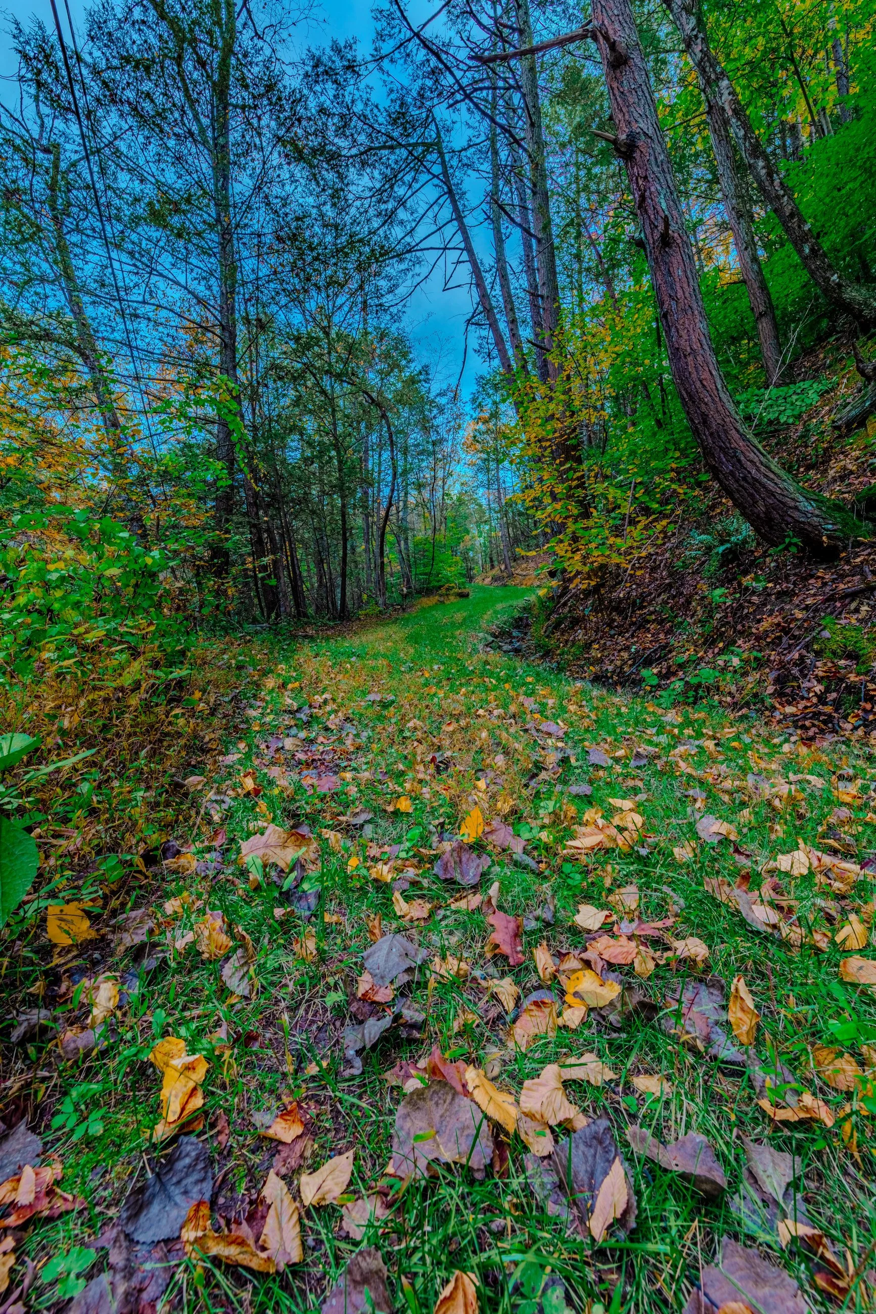 The road least traveled.jpg