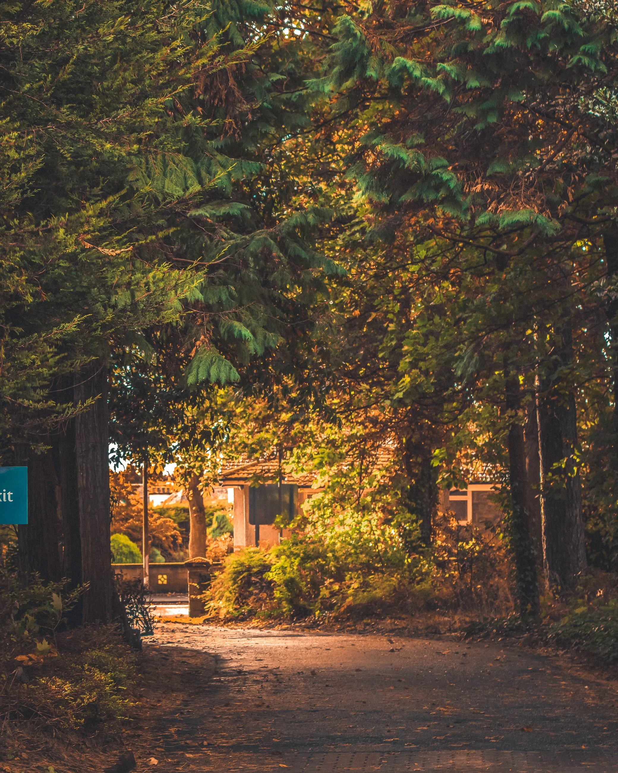 trees final.jpg