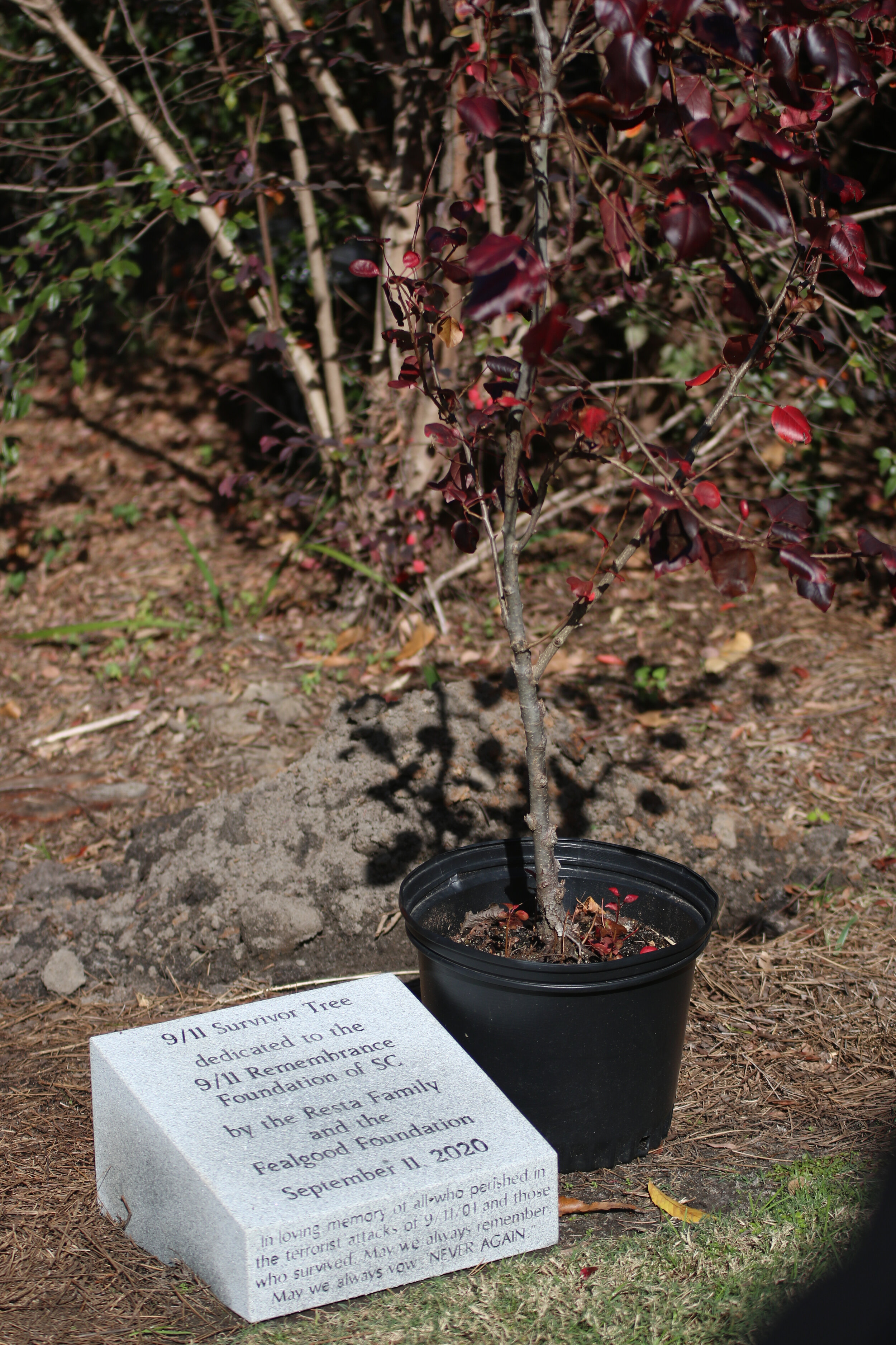 9/11 Memorial & Museum on X: The Survivor Tree is a symbol of hope,  healing and resilience. Each year, seedlings from the Survivor Tree are  given to communities affected by violence and