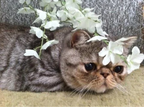 bobflowers.jpg