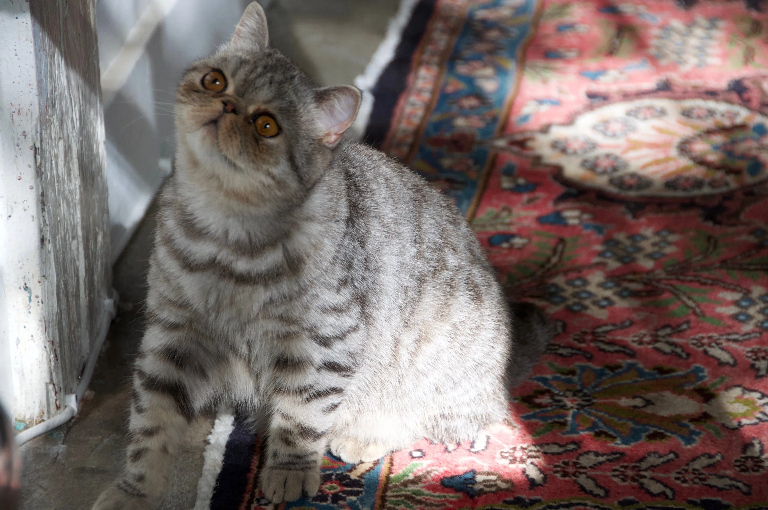 DSC_5334.jpg