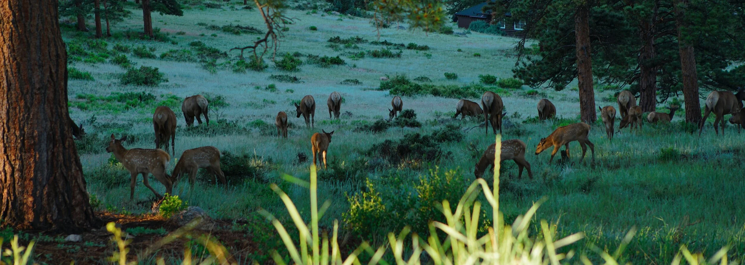 DSC_3643c.jpg