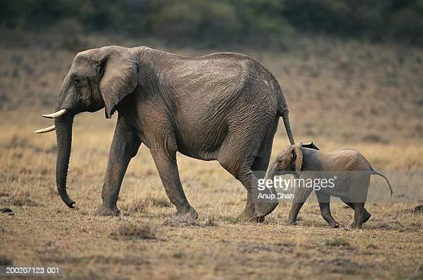 gettyimages-200207123-001-612x612.jpg