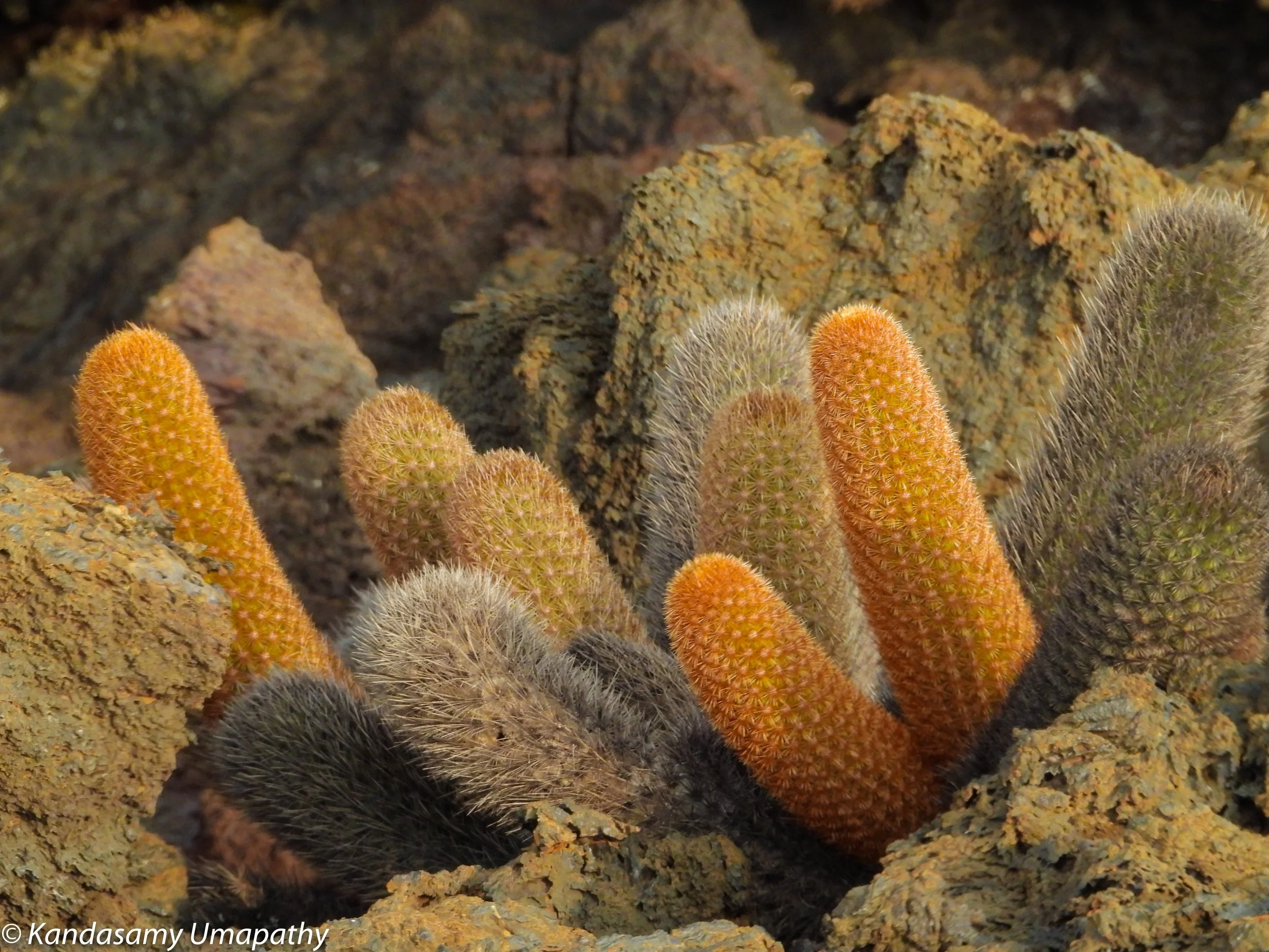 Galapagos-01463.jpg