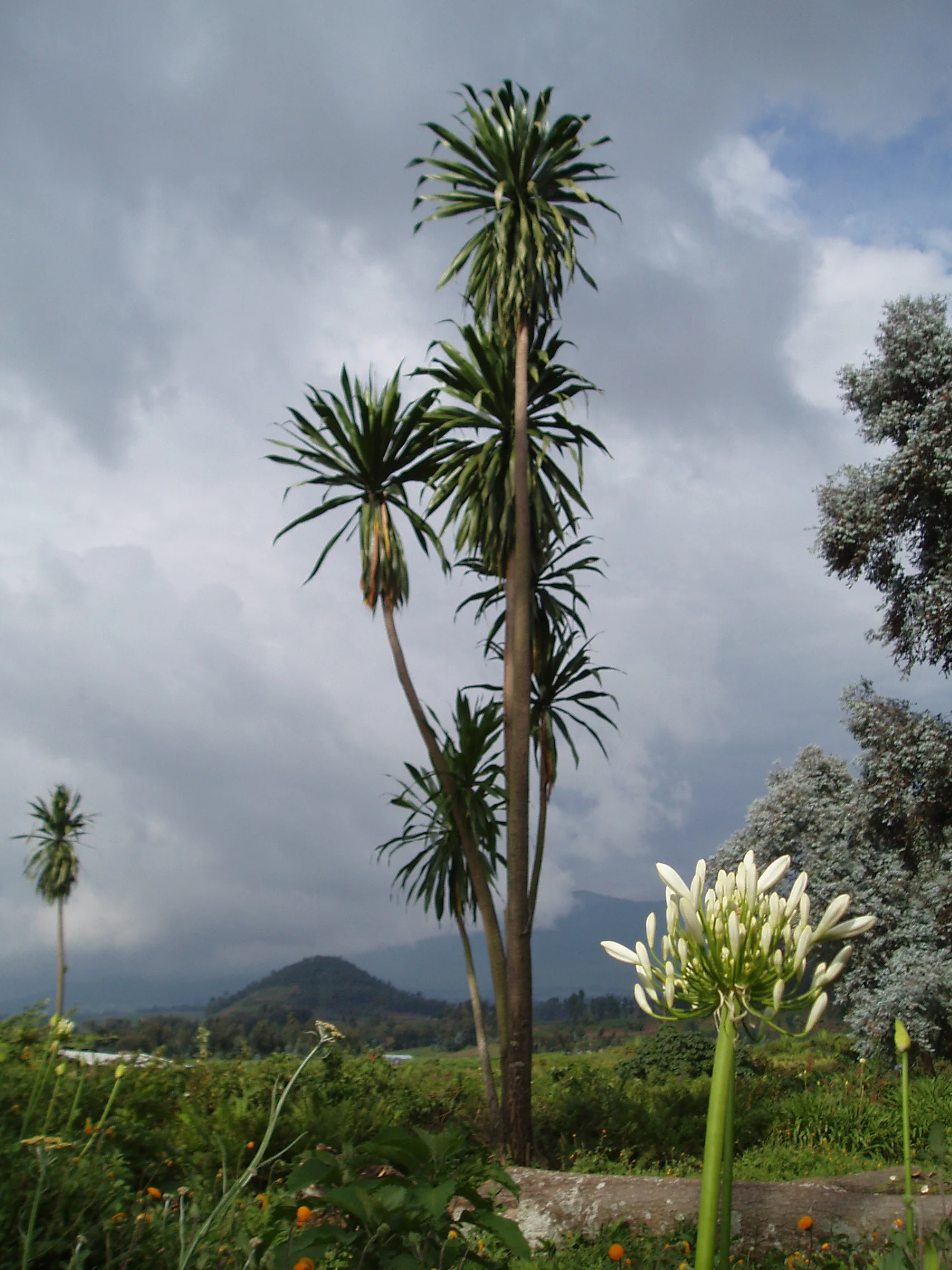 302bingwa2005.jpg
