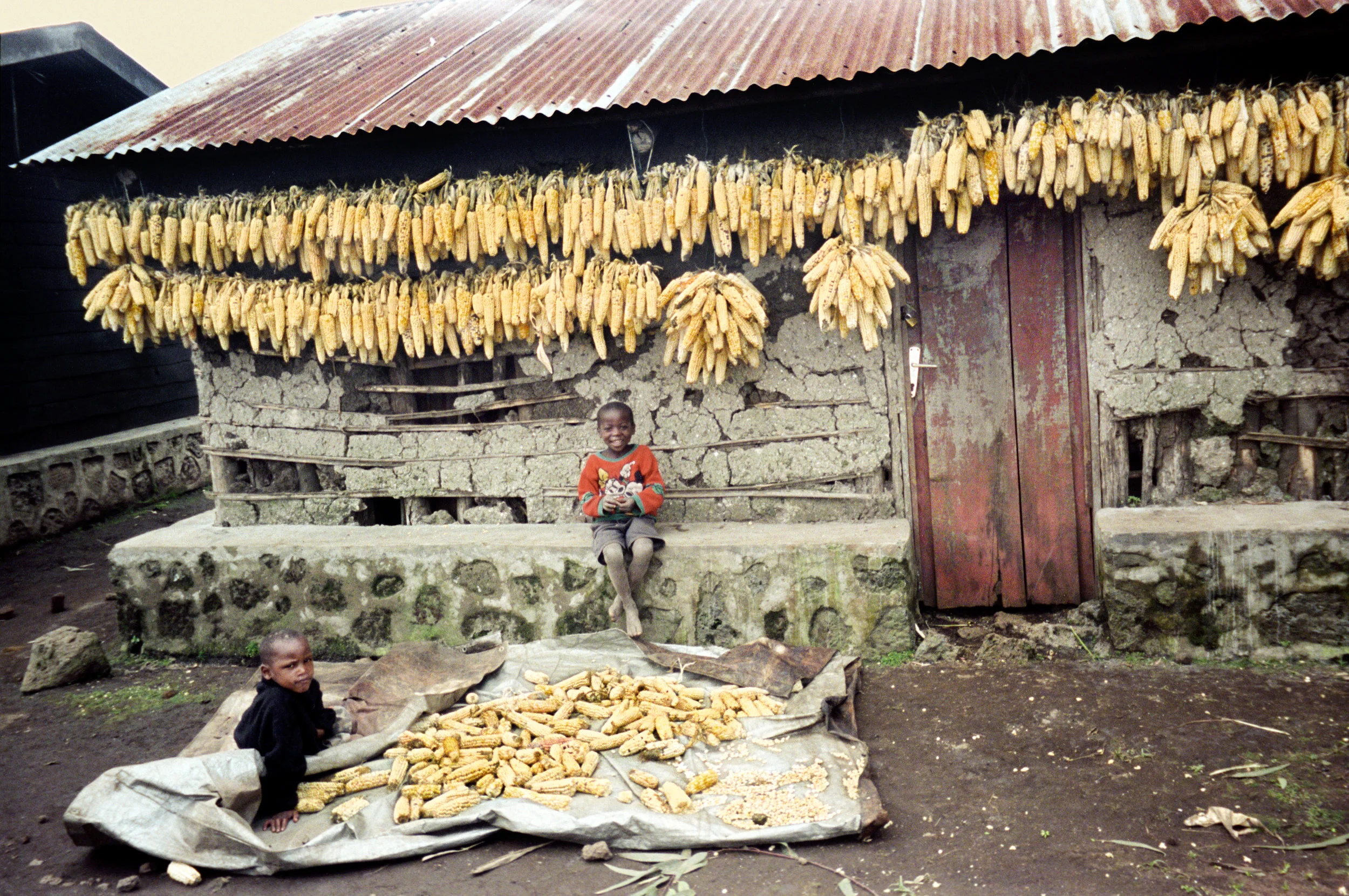 Hanging Corn by Dusi MASTER_2.jpg