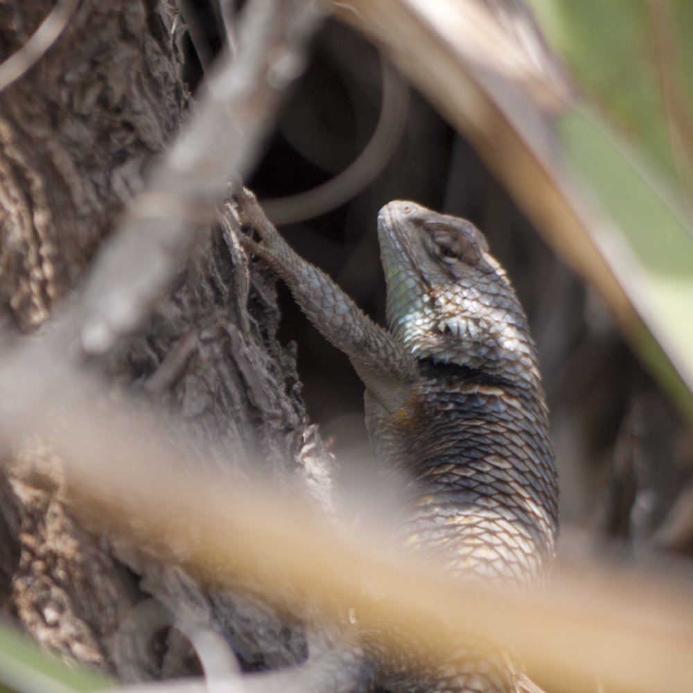 The Ultimate Guide to Joshua Tree National Park