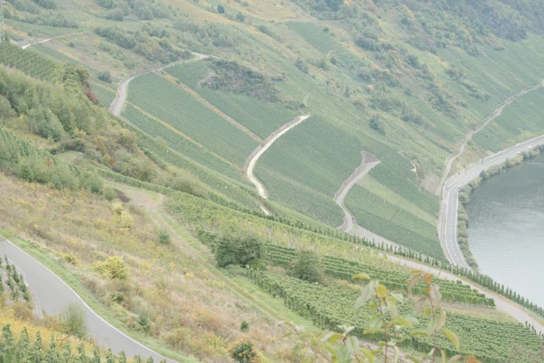 The Kröver Steffensberg Vineyard